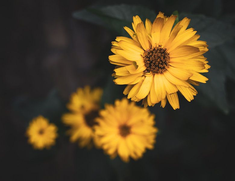 Gelbe Blumen von Crystal Clear