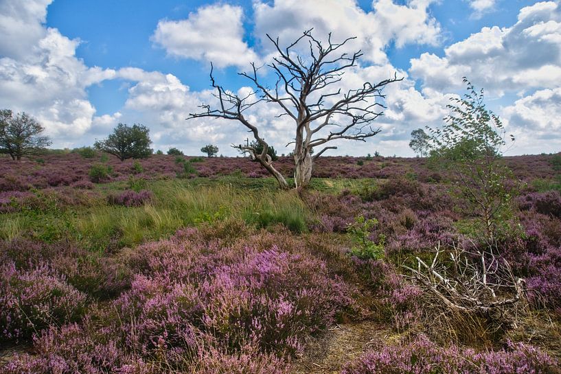 Dead tree in the flowering heather by Ron Poot