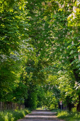 Kastanjeboom steeg in volle bloei op landweg in de lente op s van Robert Ruidl