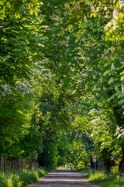 Allée de châtaigniers en pleine floraison sur une route de campagne au printemps sur s par Robert Ruidl