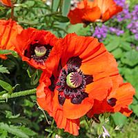 Turkish poppy
