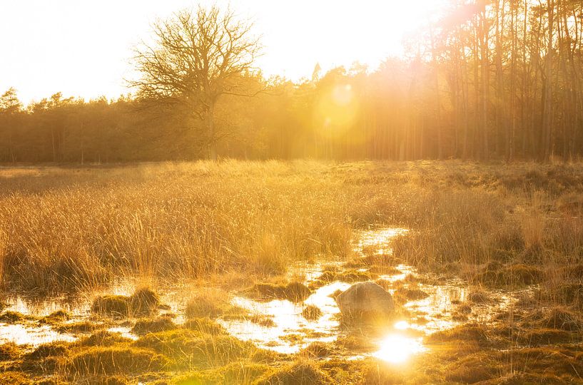 Bos Dwingelderveld - Dwingeloo (Netherlands) by Marcel Kerdijk