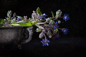 Cucumber herb in antique bowl by Saskia Schepers