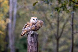Two barn owls in the forest by Teresa Bauer
