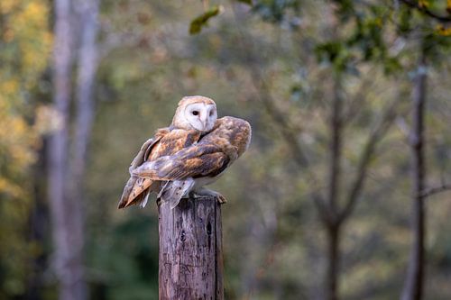 Two barn owls in the forest