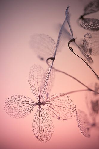 Fragile awakenings - Hortentia uitgebloeid