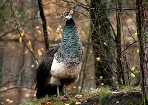 Pauw in herfstbos