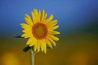 Sonnenblumenfeld in der Auvergne in Frankreich von Kneeke .com Miniaturansicht