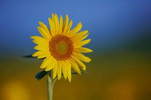 Sonnenblumenfeld in der Auvergne in Frankreich