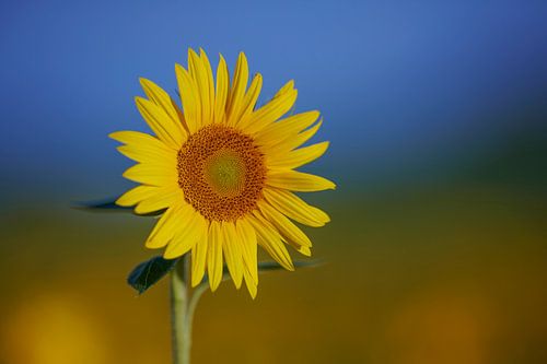 Veld vol zonnebloemen in de Auvergne in Frankrijk
