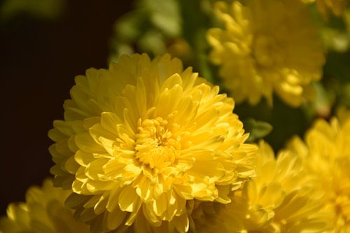 Chrysanthemum blooms in the garden