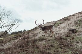 Daim mâle avec de grands bois dans les dunes d'approvisionnement en eau d'Amsterdam (Hollande) - tir sur Sanne Dost