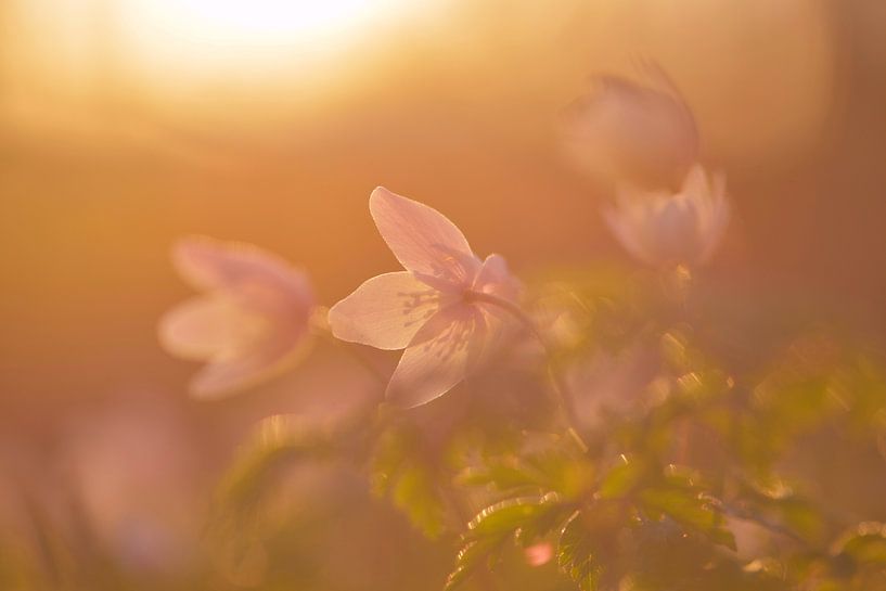 finally springtime van jowan iven