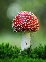 Fliegenpilz mit Schnecke