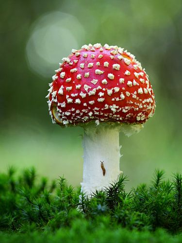 Fly agaric with snail