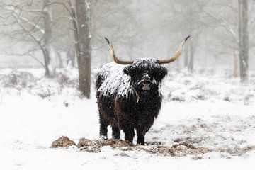 Schotse hooglander in de sneeuw van Lynxs Photography
