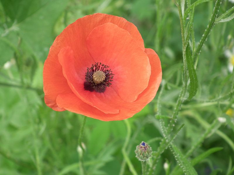 Klaproos by Elja Hilboesen