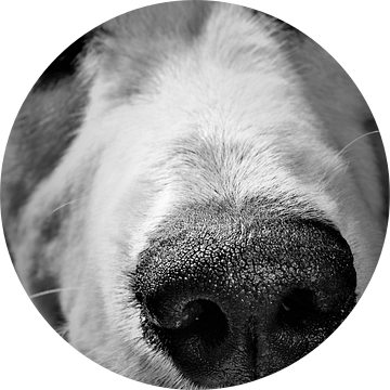 Close up van een honden snuit in zwart wit van Maud De Vries