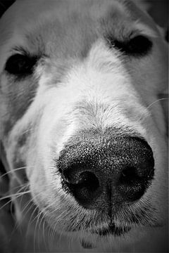 Close up of a dog muzzle in black and white by Maud De Vries