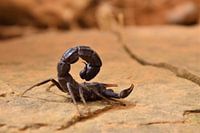 scorpion