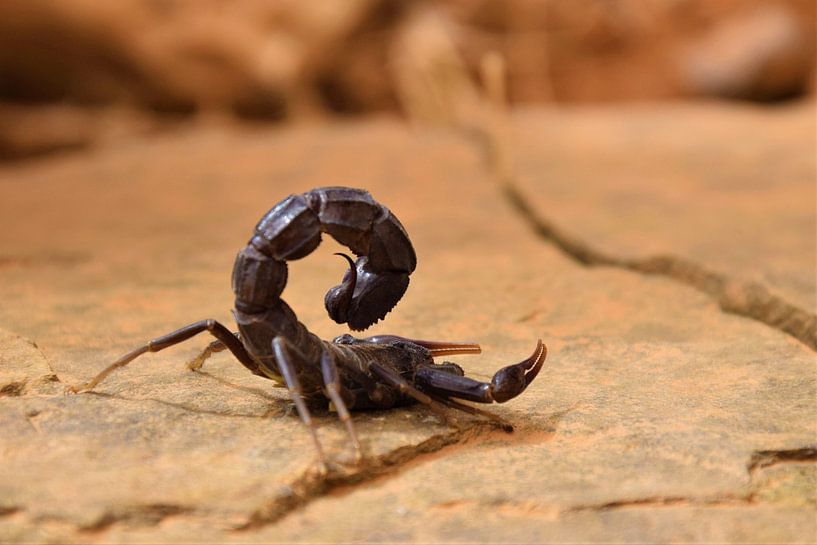 scorpion by Tessa Mulder
