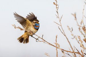 Blaukehlchen
