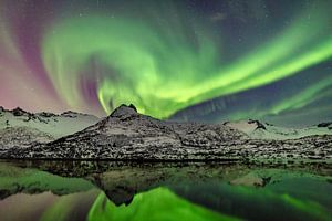 Les aurores boréales, la lumière polaire  dans le ciel nocturne sur les îles Lofoten de la Norvège sur Sjoerd van der Wal Photographie