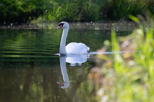 Mannetjeszwaan komt terug naar het nest