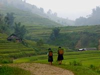 Walking on ricefields