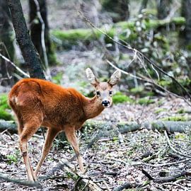RehGeiß im Wald - Capreolus capreolus von whmpictures .com