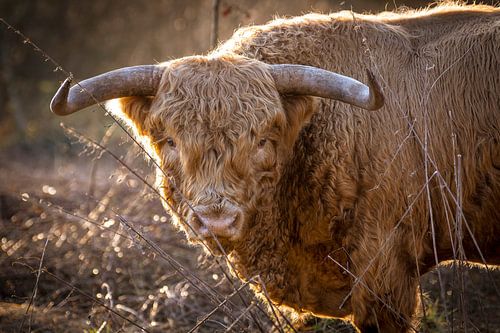 Highlander écossais sur le terrain