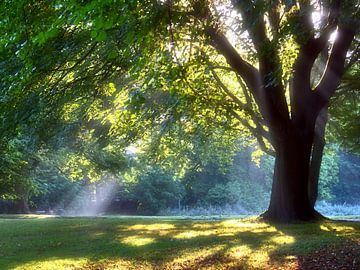 Lumières d'automne magiques