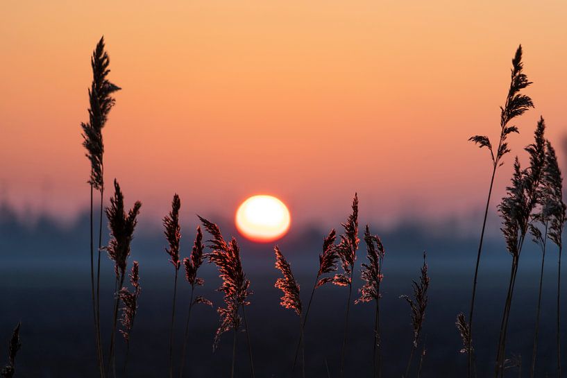 Sonnenaufgang im Polder von Willian Goedhart