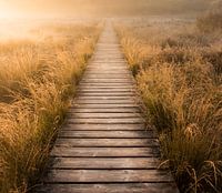Follow the path