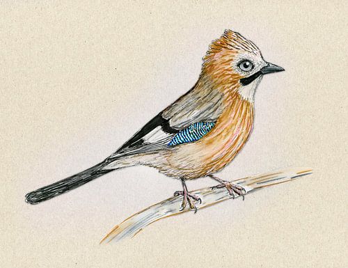 Tekening van een gaai