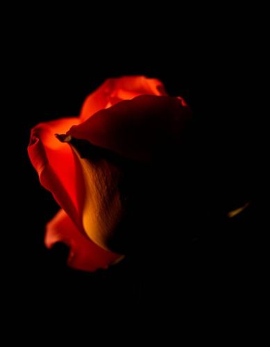 Ember Rose III