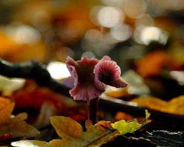 Autumn, mushrooms