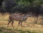 Male Kudu in Etosha National Park, Namibia Africa by Patrick Groß thumbnail