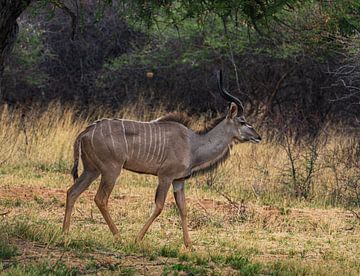 Male Kudu in Etosha National Park, Namibia Africa by Patrick Groß