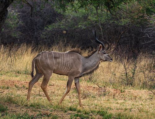 Male Kudu in Etosha National Park, Namibia Africa