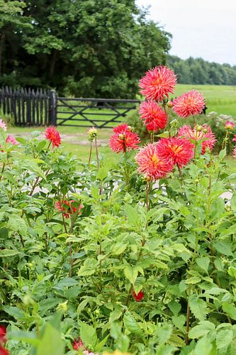 Dahlia s in het landschap