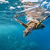 zeeschildpad van thomas van puymbroeck