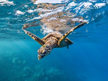 sea turtle by thomas van puymbroeck
