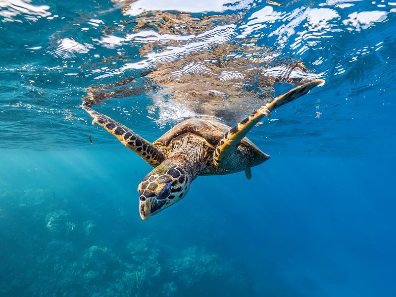 tortue de mer par thomas van puymbroeck