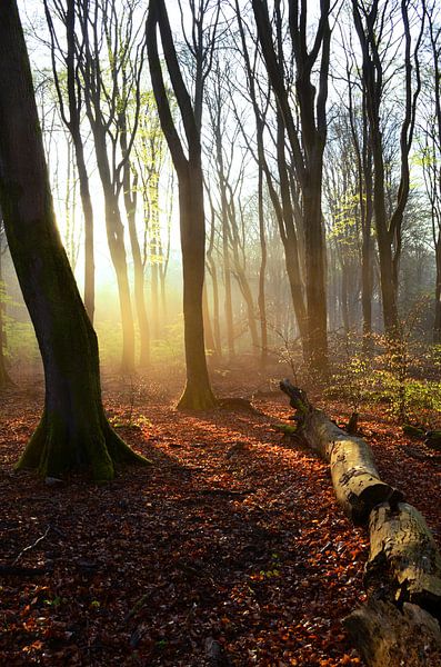 spring sunshine by Rianne Hazeleger