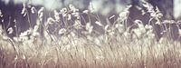 Riet
