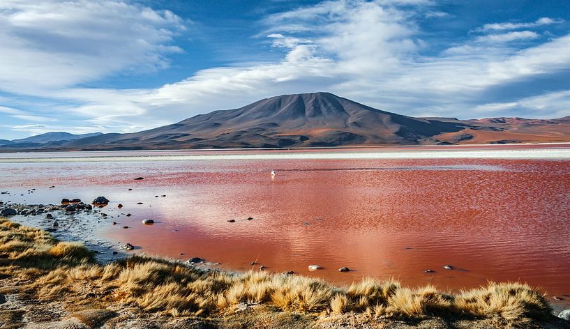 Laguna Colorada von Alex Neumayer