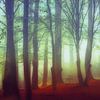 Magisch - Mystischer Wald von Dirk Wüstenhagen