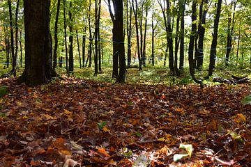 A maple forest in autumn by Claude Laprise