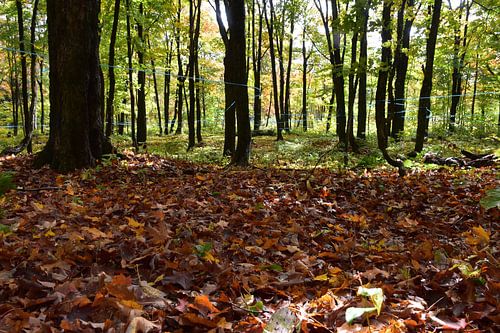 A maple forest in autumn
